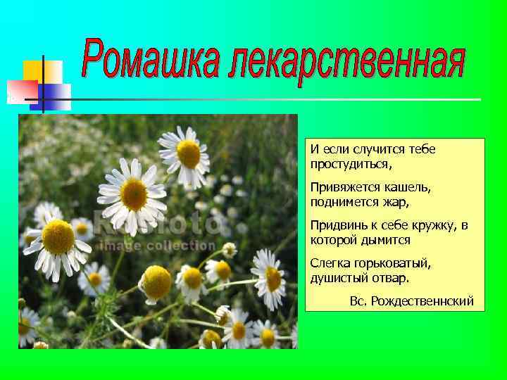 И если случится тебе простудиться, Привяжется кашель, поднимется жар, Придвинь к себе кружку, в