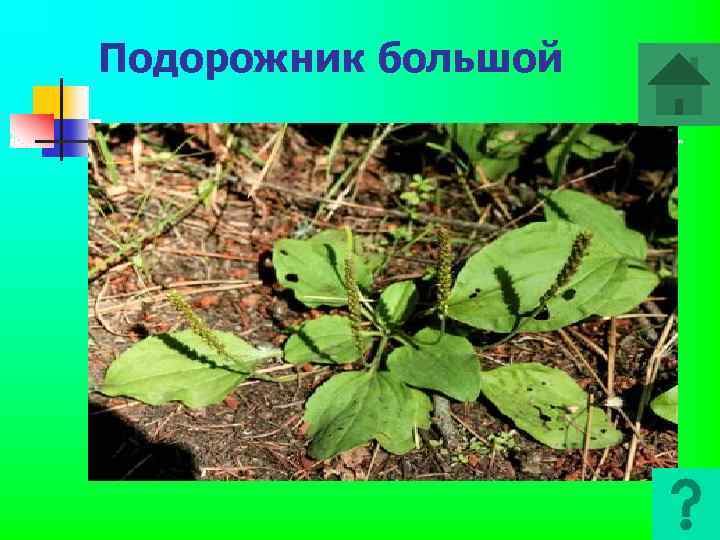 Подорожник большой 