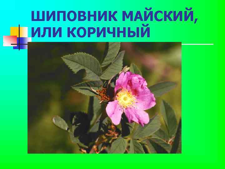 ШИПОВНИК МАЙСКИЙ, ИЛИ КОРИЧНЫЙ 