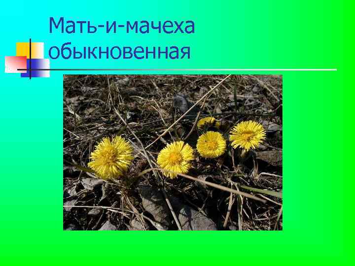 Мать-и-мачеха обыкновенная 