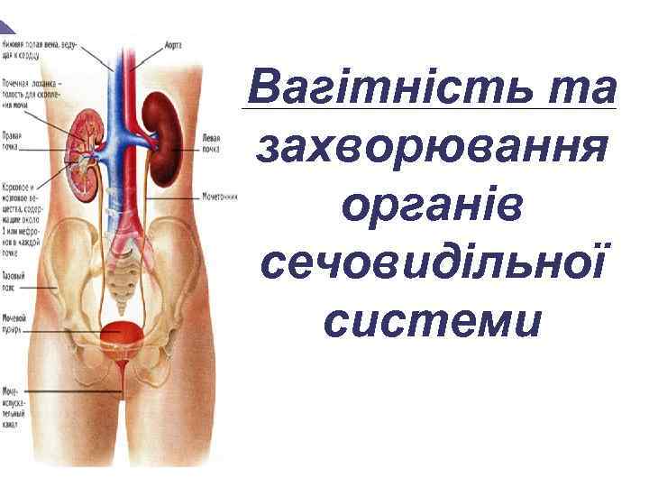 Вагітність та захворювання органів сечовидільної системи 