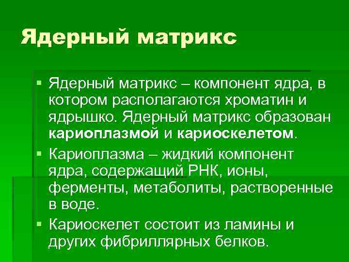 Ядерный матрикс § Ядерный матрикс – компонент ядра, в котором располагаются хроматин и ядрышко.