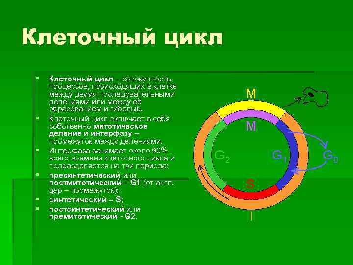 Клеточный цикл