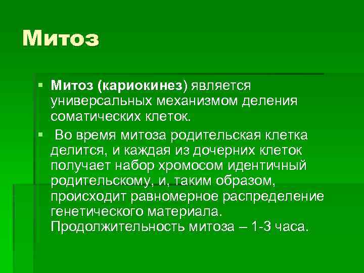 Митоз § Митоз (кариокинез) является универсальных механизмом деления соматических клеток. § Во время митоза