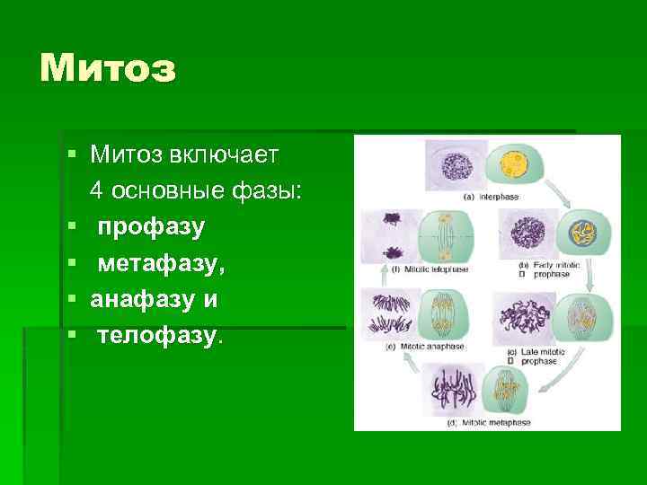 Митоз § Митоз включает 4 основные фазы: § профазу § метафазу, § анафазу и