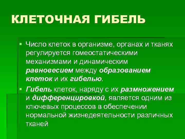 КЛЕТОЧНАЯ ГИБЕЛЬ § Число клеток в организме, органах и тканях регулируется гомеостатическими механизмами и