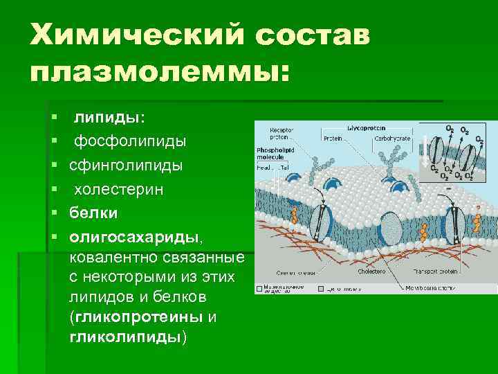 Функции плазмолеммы