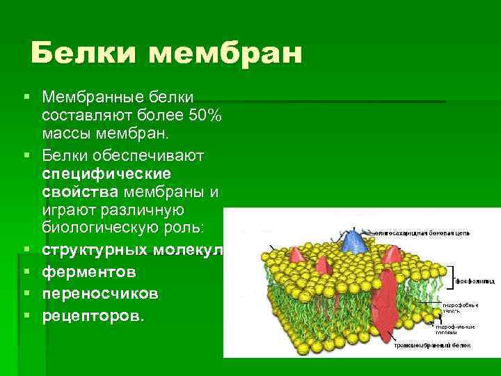 Белки мембран § Мембранные белки составляют более 50% массы мембран. § Белки обеспечивают специфические