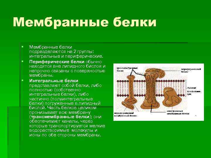 Белок входит в состав мембраны