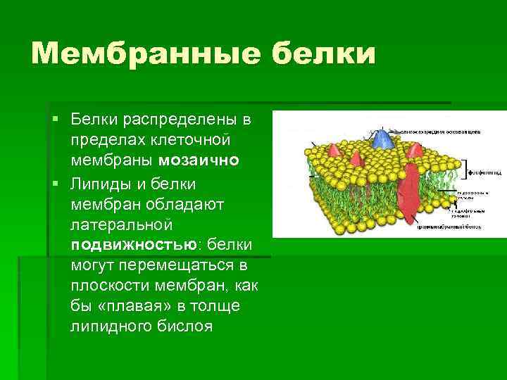 Мембранные белки § Белки распределены в пределах клеточной мембраны мозаично § Липиды и белки