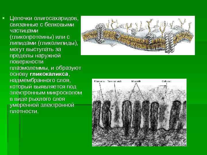 § Цепочки олигосахаридов, связанные с белковыми частицами (гликопротеины) или с липидами (гликолипиды), могут выступать