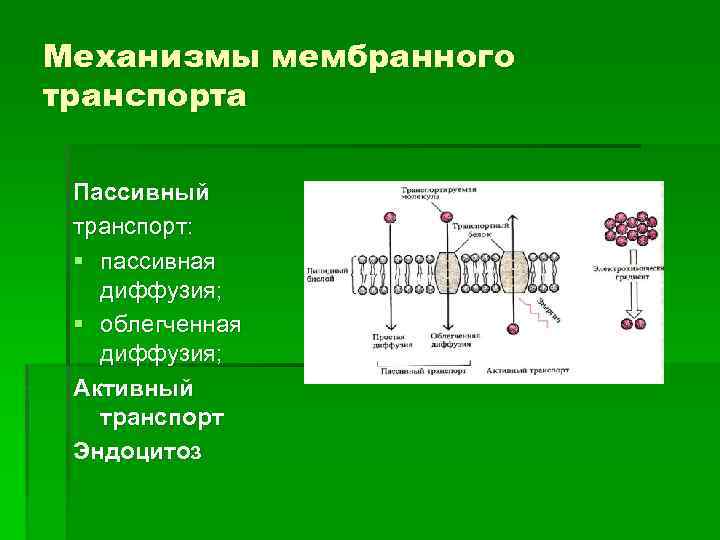 Механизм мембраны