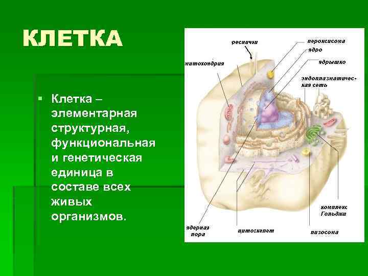 КЛЕТКА § Клетка – элементарная структурная, функциональная и генетическая единица в составе всех живых