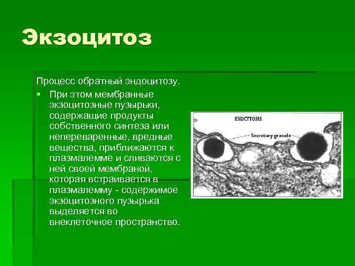 Экзоцитоз Процесс обратный эндоцитозу. § При этом мембранные экзоцитозные пузырьки, содержащие продукты собственного синтеза