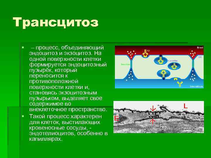 Трансцитоз § – процесс, объединяющий эндоцитоз и экзоцитоз. На одной поверхности клетки формируется эндоцитозный