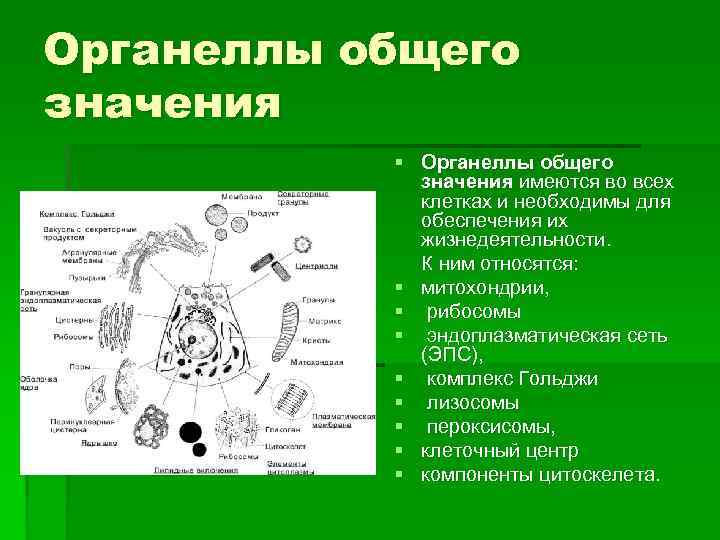 Органеллы общего значения § Органеллы общего значения имеются во всех клетках и необходимы для