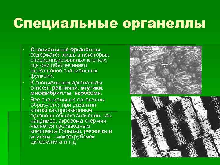 Специальные органеллы § Специальные органеллы содержатся лишь в некоторых специализированных клетках, где они обеспечивают