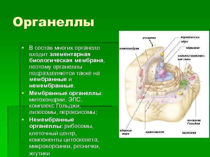 Органеллы § В состав многих органелл входит элементарная биологическая мембрана, поэтому органеллы подразделяются также