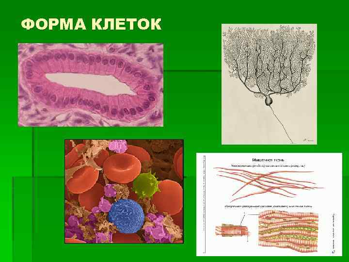 ФОРМА КЛЕТОК 