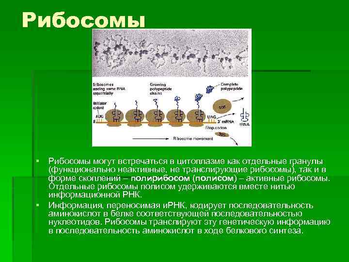 Рибосомы § Рибосомы могут встречаться в цитоплазме как отдельные гранулы (функционально неактивные, не транслирующие