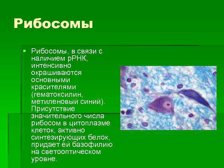 Рибосомы § Рибосомы, в связи с наличием р. РНК, интенсивно окрашиваются основными красителями (гематоксилин,