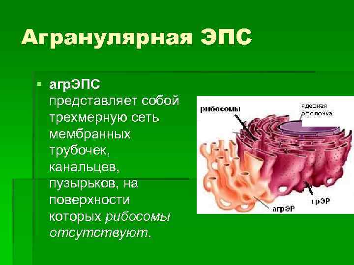 Агранулярная ЭПС § агр. ЭПС представляет собой трехмерную сеть мембранных трубочек, канальцев, пузырьков, на