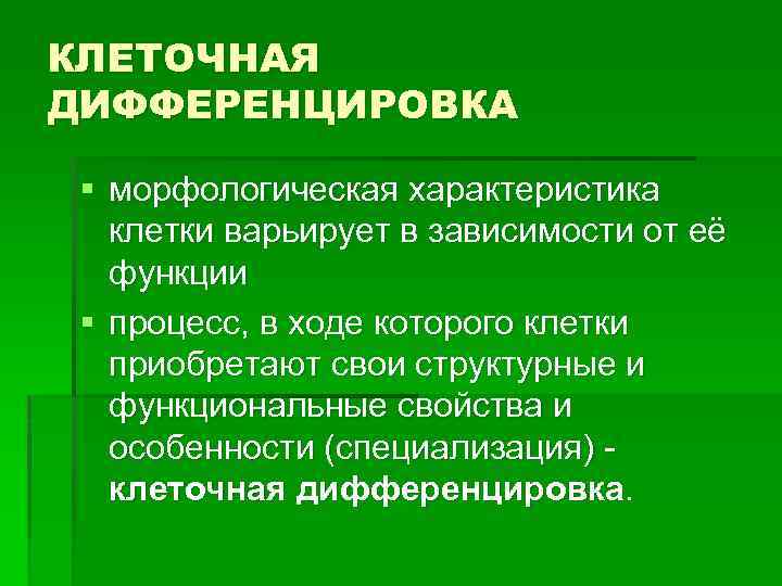 КЛЕТОЧНАЯ ДИФФЕРЕНЦИРОВКА § морфологическая характеристика клетки варьирует в зависимости от её функции § процесс,