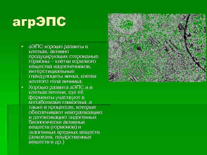 агр. ЭПС § а. ЭПС хорошо развиты в клетках, активно продуцирующих стероидные гормоны –