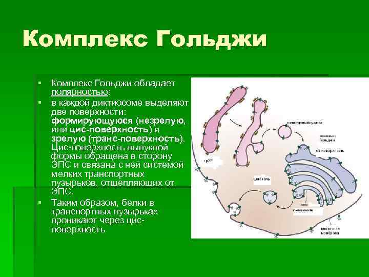 Цис гольджи. Аппарат Гольджи диктиосома. Цис полюс аппарата Гольджи функции. Комплекс Гольджи цис и транс. Комплекс Гольджи цис и транс поверхность.