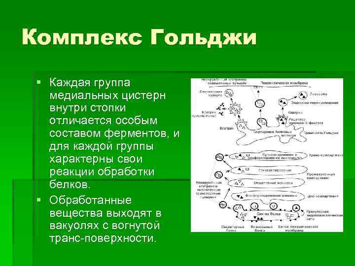 Комплекс Гольджи § Каждая группа медиальных цистерн внутри стопки отличается особым составом ферментов, и