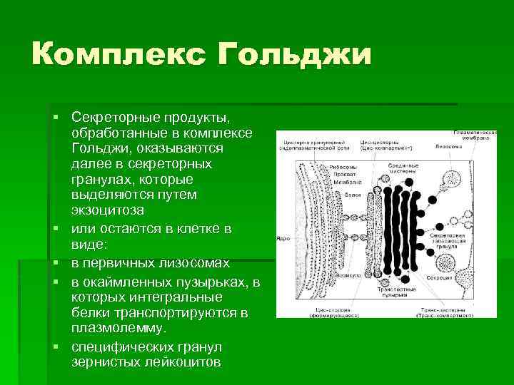 Комплекс Гольджи § Секреторные продукты, обработанные в комплексе Гольджи, оказываются далее в секреторных гранулах,