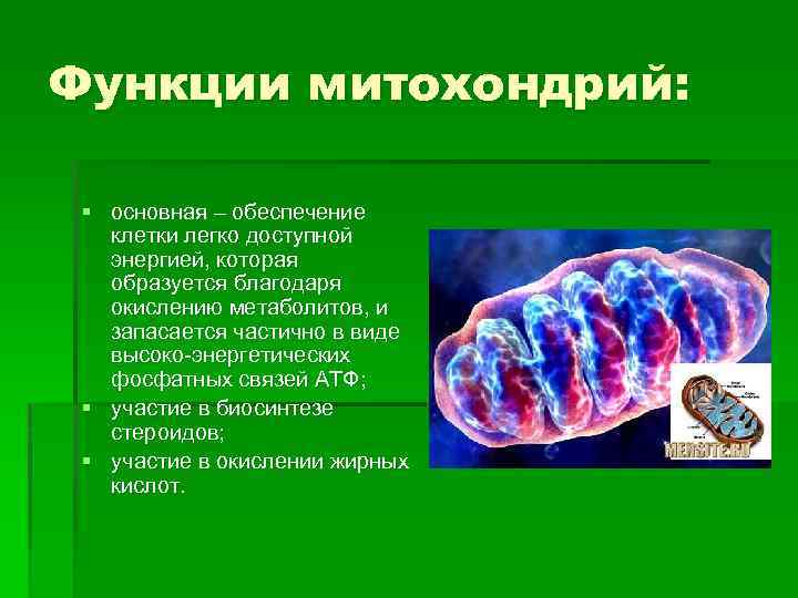 Функции митохондрий: § основная – обеспечение клетки легко доступной энергией, которая образуется благодаря окислению