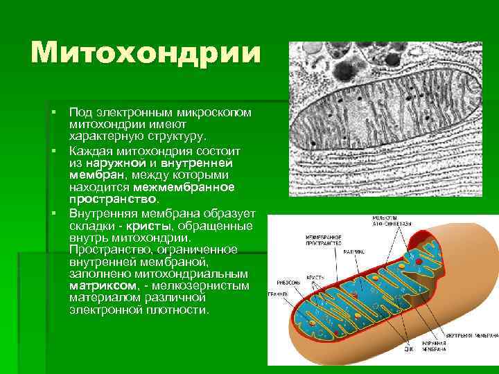 Митохондрии § Под электронным микроскопом митохондрии имеют характерную структуру. § Каждая митохондрия состоит из