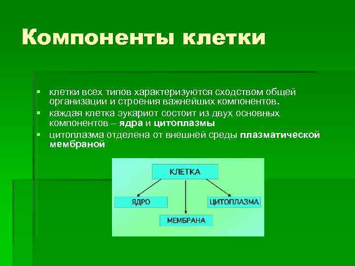 Основным компонентом клетки является