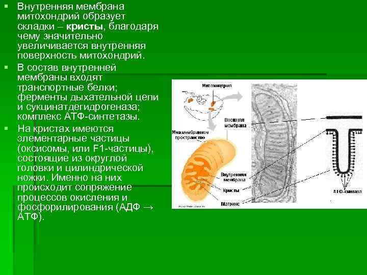 В состав входят транспортные белки. Белки внутренней мембраны митохондрий. Внутренние складки митохондрий. Внутренняя мембрана митохондрий. Внутренняя мембрана митохондрий образует.