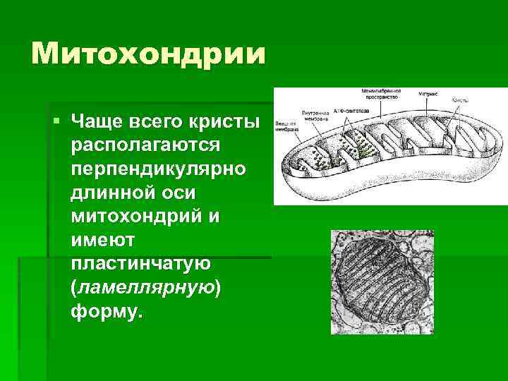 Все характеристики кроме двух. Кристы митохондрий трубчатые пластинчатые. Митохондрия с пластинчатыми кристами. Трубчатые Кристы митохондрий. Ламеллярные митохондрии.