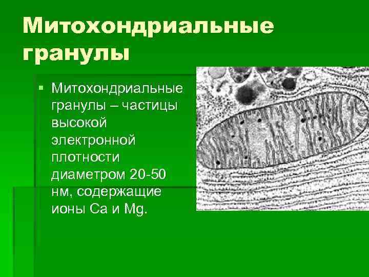 Митохондриальные гранулы § Митохондриальные гранулы – частицы высокой электронной плотности диаметром 20 -50 нм,