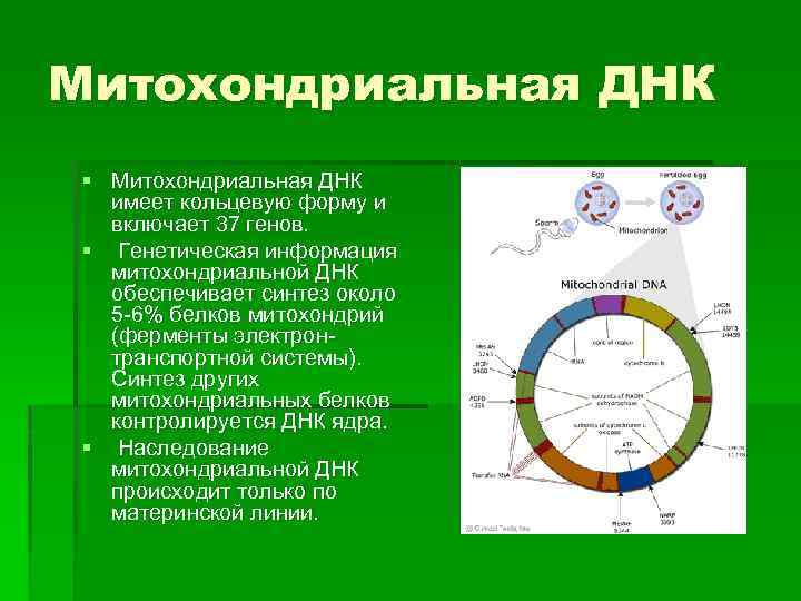 Синтез белка в митохондриях