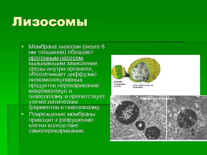 Лизосомы расщепление биополимеров