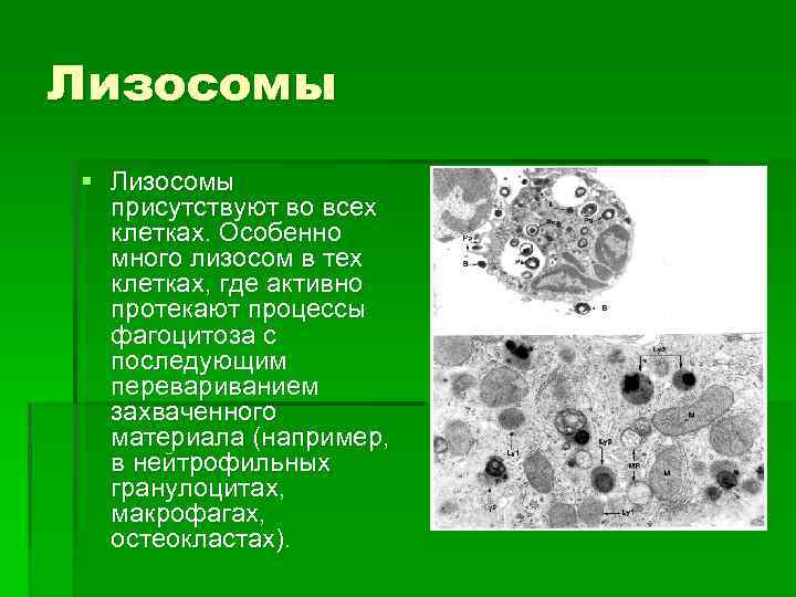 Лизосомы § Лизосомы присутствуют во всех клетках. Особенно много лизосом в тех клетках, где