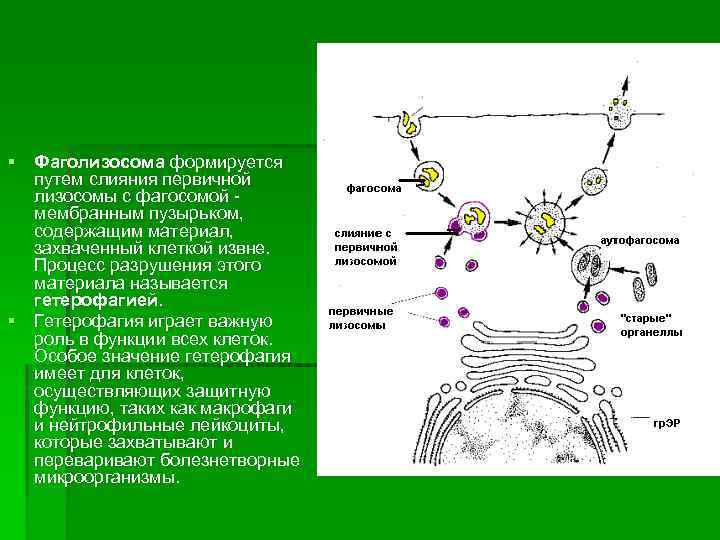 § Фаголизосома формируется путем слияния первичной лизосомы с фагосомой мембранным пузырьком, содержащим материал, захваченный