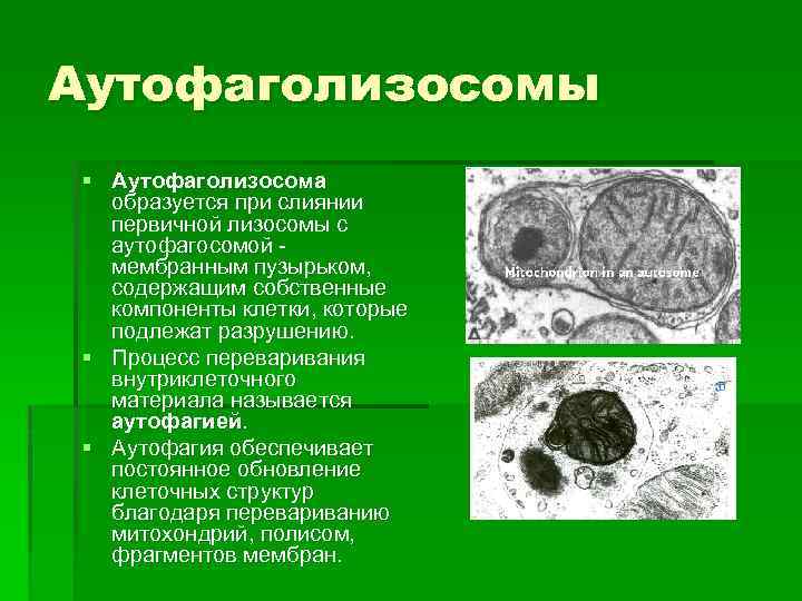 Вторичная лизосома. Аутофаголизосомы это. Первичные и вторичные лизосомы. Лизосомы строение и функции.