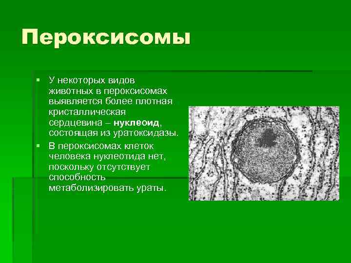 Пероксисомы § У некоторых видов животных в пероксисомах выявляется более плотная кристаллическая сердцевина –