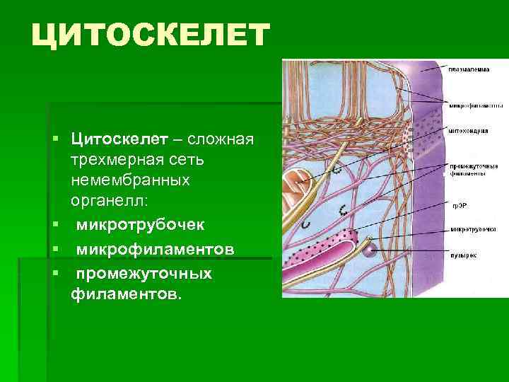 ЦИТОСКЕЛЕТ § Цитоскелет – сложная трехмерная сеть немембранных органелл: § микротрубочек § микрофиламентов §