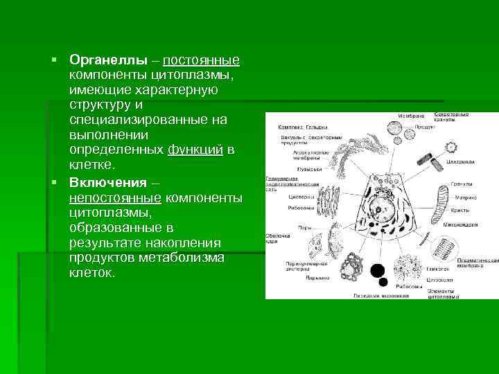 § Органеллы – постоянные компоненты цитоплазмы, имеющие характерную структуру и специализированные на выполнении определенных