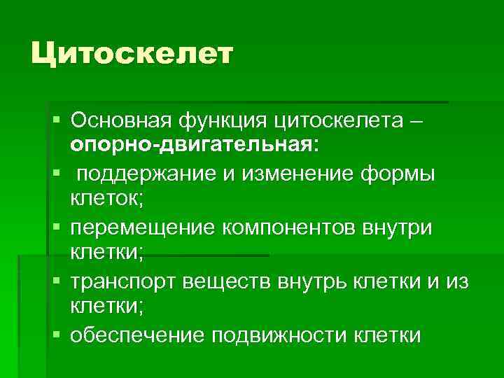 Цитоскелет функции