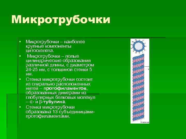 Микротрубочки § Микротрубочки – наиболее крупные компоненты цитоскелета. § Микротрубочки – полые цилиндрические образования