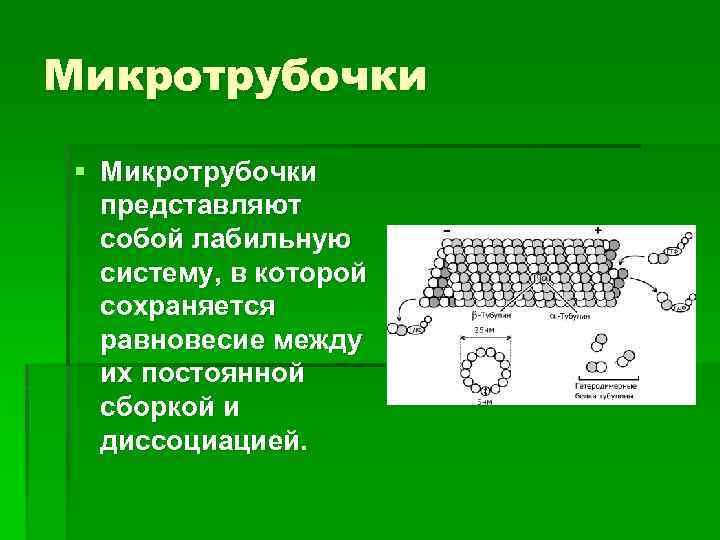 Микротрубочки § Микротрубочки представляют собой лабильную систему, в которой сохраняется равновесие между их постоянной