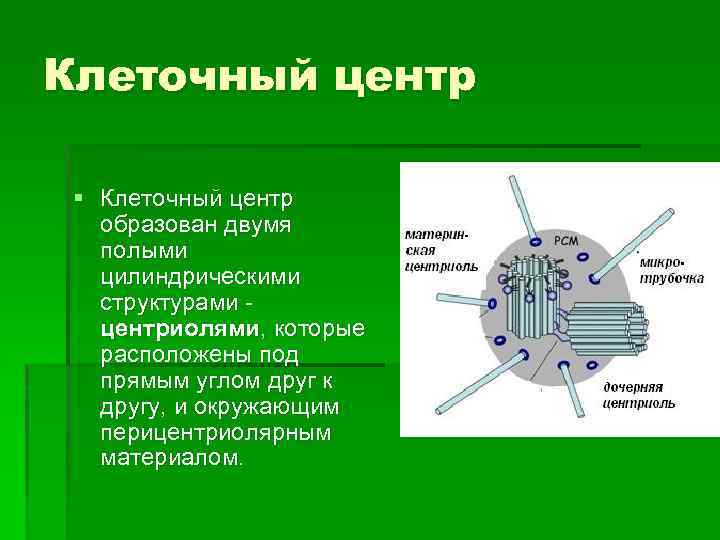 Клеточный центр