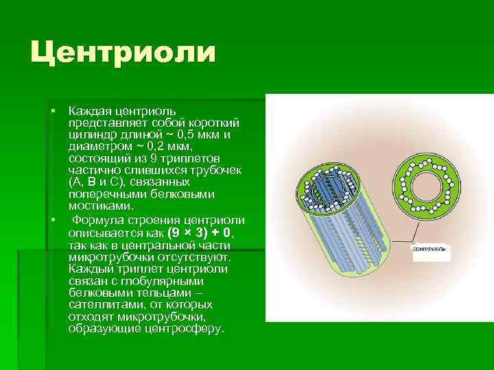 Удвоение центриолей происходит в период